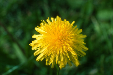 Pissenlit, Taxacum officinale