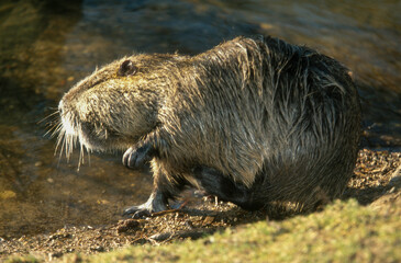 Fototapeta premium Ragondin, myocastor coypus,