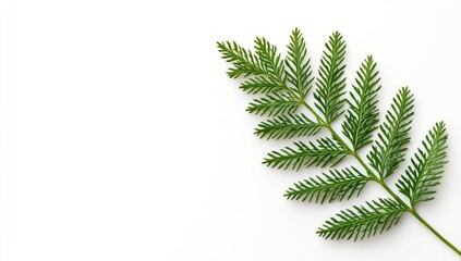 A single, vibrant green leaf against a plain white background.  The leaf's structure is feathery, with numerous tiny leaflets arranged along a central stem