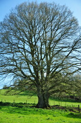 Oak tree in a green field