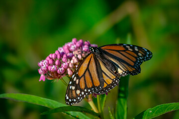 Fototapeta premium Monarch Butterfly-1