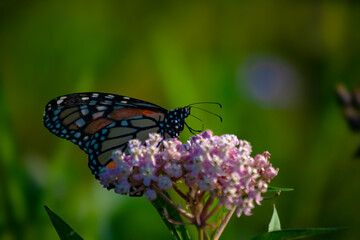 Monarch Butterfly-5
