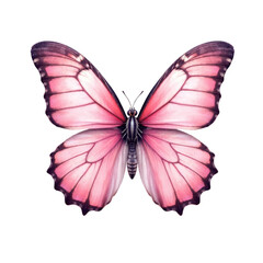 Pink Butterfly, Transparent Background