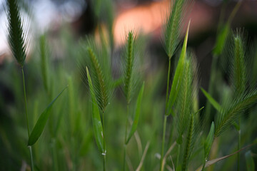 Erba selvatica naturale dei campi , al tramonto
