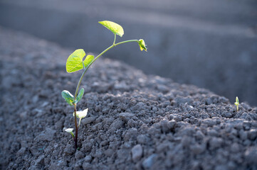 Probably fence bindweed (Convolvulus sepium) young shoot in a potato field, weed