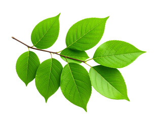Obraz premium A fresh green leaf, showing its natural texture and veins, PNG