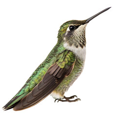 Obraz premium Hummingbird isolated on a transparent background