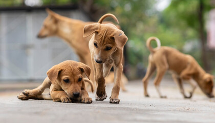 Indian street dogs