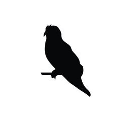 Bird isolated design illustration with black silhouette color suitable to your brand, bird design, eagle, template, business, and more