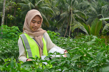 Chili farm manager checking chili plants
