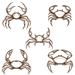 Crabs set, arthropods, vector, transparent background, black and white style