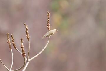 Naklejka premium Rosefinch on tree