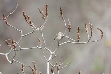 Rosefinch on tree in jungle
