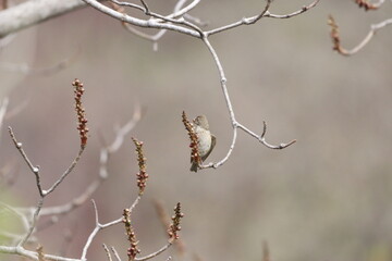 Rosefinch on tree