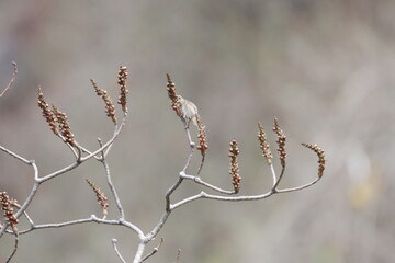 Rosefinch on tree