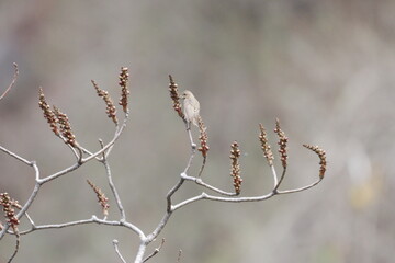 Rosefinch on tree
