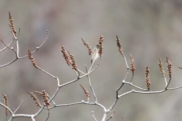 Rosefinch on tree