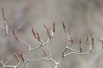 Rosefinch on tree