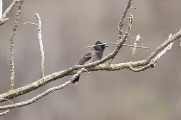 Bulbul Drongo