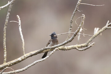 Bulbul Drongo