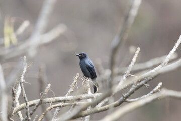 Bulbul Drongo