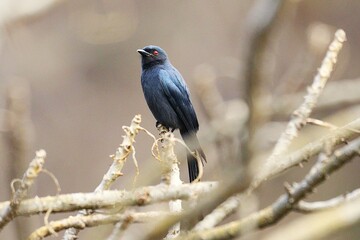 Bulbul Drongo
