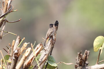Bulbul