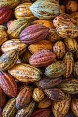 THAILAND NAN PUA VILLAGE COCOA VALLEY CHOCOLATE