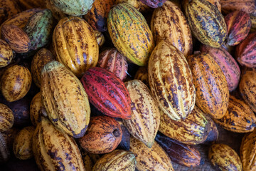 Fototapeta premium THAILAND NAN PUA VILLAGE COCOA VALLEY CHOCOLATE