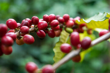 THAILAND NAN PUA BAN SAKAD KOFFEE PLANTATION