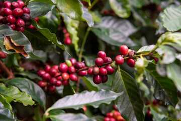 THAILAND NAN PUA BAN SAKAD KOFFEE PLANTATION