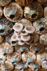 THAILAND NAN PUA MUSHROOM FARM