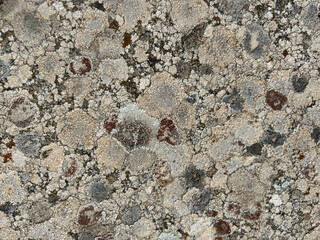 Stone texture of antique stone. Stone wall texture background. Lichen covering a flat block of sandstone.
