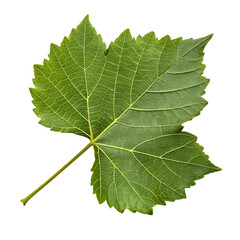 Vine leaf isolated on a transparent background