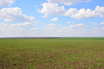 An agricultural Green Field Under a Bright Blue Sky with white clouds