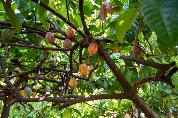 THAILAND NAN PUA VILLAGE COCOA VALLEY PLANTATION