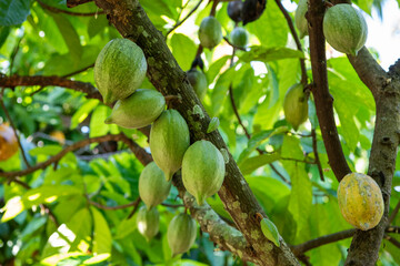 THAILAND NAN PUA VILLAGE COCOA VALLEY PLANTATION