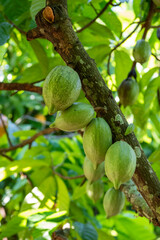 THAILAND NAN PUA VILLAGE COCOA VALLEY PLANTATION