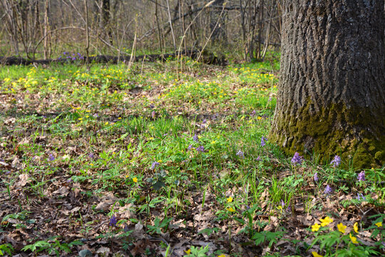Forest Floor with purple Wildflowers and Sunlight