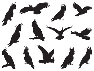 COCKATOO SILHOUETTE WHITE BACKGROUND