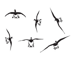 Flying Wigeon Group Silhouette, Vector Illustration Art