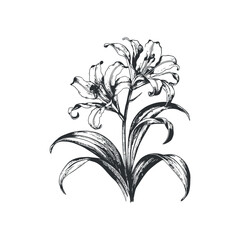Vintage engraving lily flower vector illustration art design