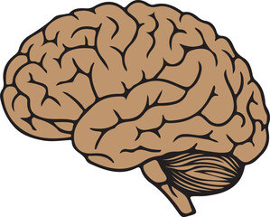 human brain isolated on white background