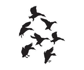 Obraz premium Flying Duck Silhouette, Vector Illustration Art