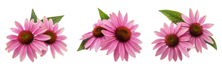 echinacea flowers isolated on white background