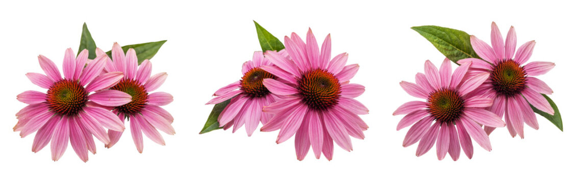 echinacea flowers isolated on white background