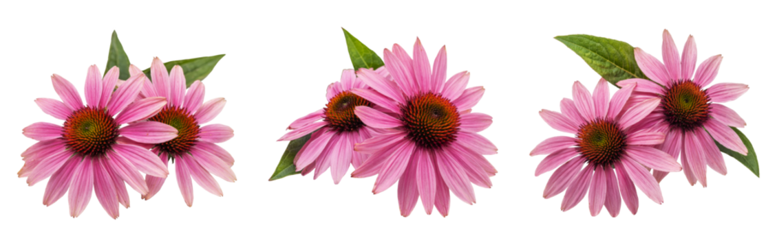 echinacea flowers isolated on white background