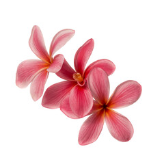 Fototapeta premium pink plumeria flowers isolated on white background