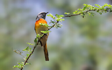 A bright colour Small Minivet