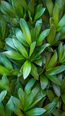 Lush Green Foliage Plant Leaves Texture Background